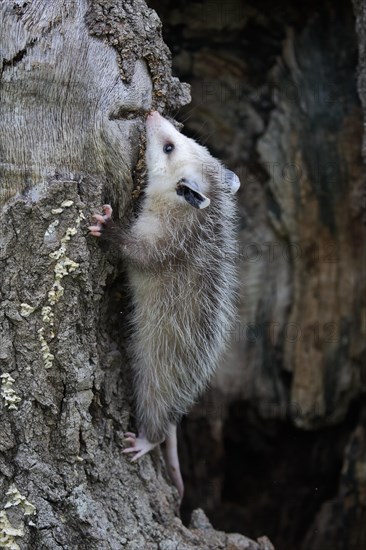 Virginia Opossum (Didelphis virginiana)