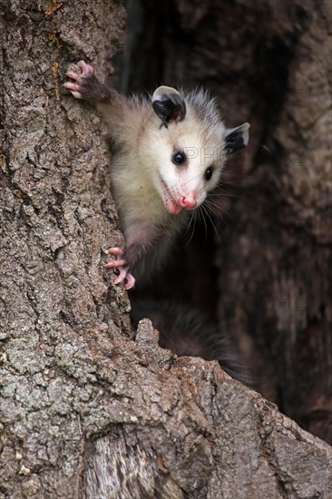 Virginia Opossum (Didelphis virginiana)