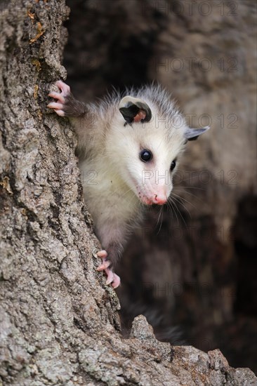 Virginia Opossum (Didelphis virginiana)