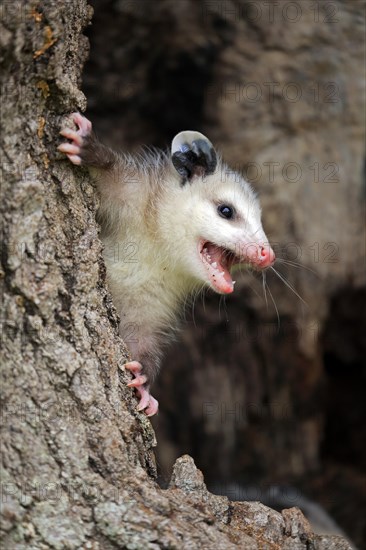 Virginia Opossum (Didelphis virginiana)