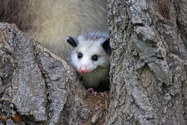 Virginia Opossum (Didelphis virginiana)