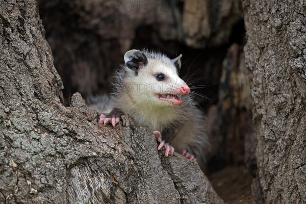 Virginia Opossum (Didelphis virginiana)