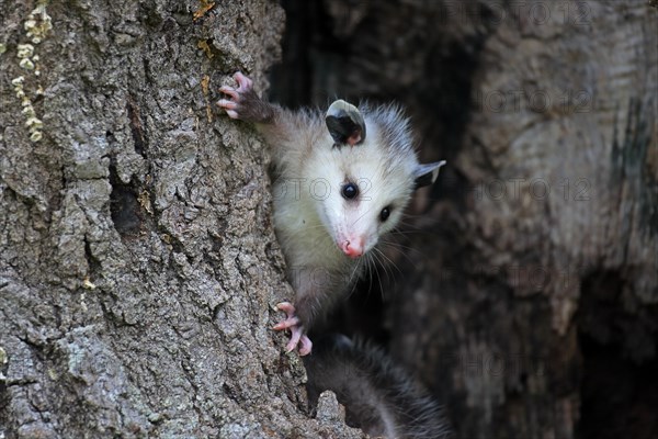 Virginia Opossum (Didelphis virginiana)