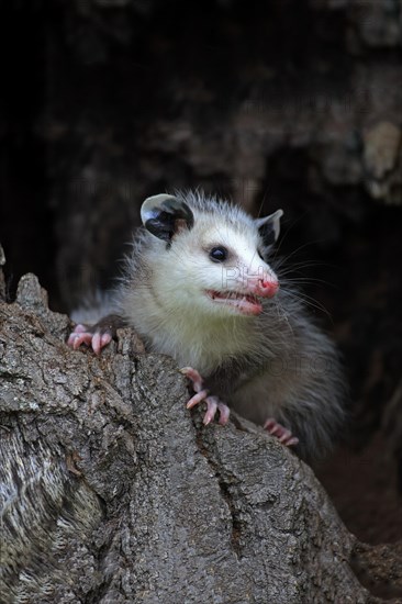 Virginia Opossum (Didelphis virginiana)