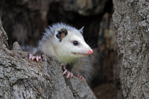 Virginia Opossum (Didelphis virginiana)