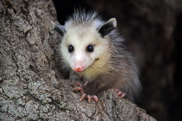 Virginia Opossum (Didelphis virginiana)