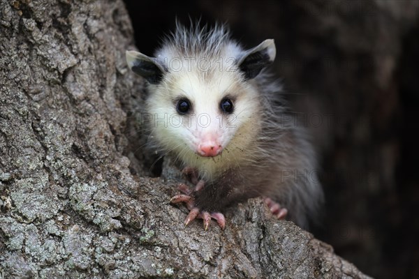 Virginia Opossum (Didelphis virginiana)