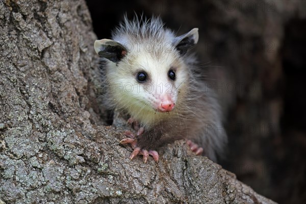 Virginia Opossum (Didelphis virginiana)