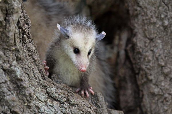 Virginia Opossum (Didelphis virginiana)