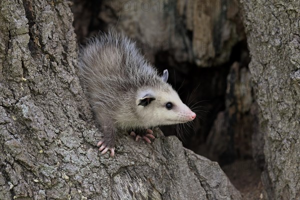 Virginia Opossum (Didelphis virginiana)