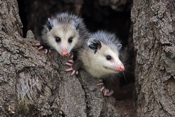 Virginia Opossum (Didelphis virginiana)