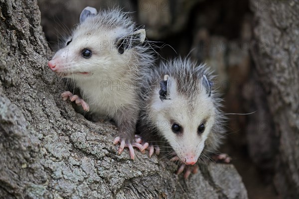 Virginia Opossum (Didelphis virginiana)