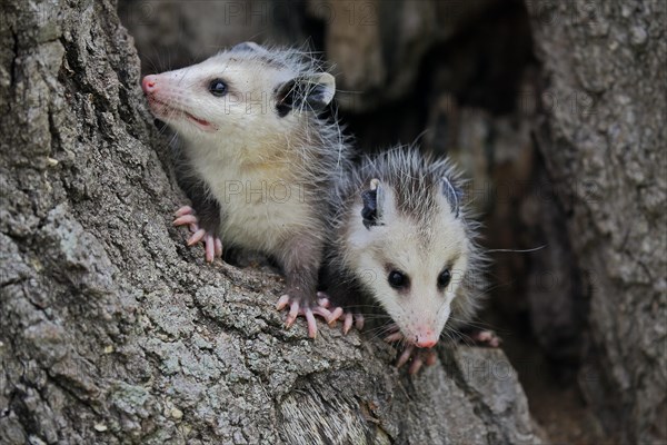 Virginia Opossum (Didelphis virginiana)