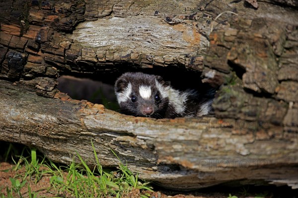 Eastern spotted skunk (Spilogale putorius) looks out of rotten trunk