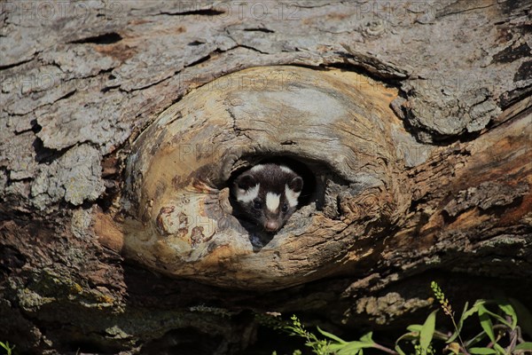 Eastern spotted skunk (Spilogale putorius) looks out of rotten trunk