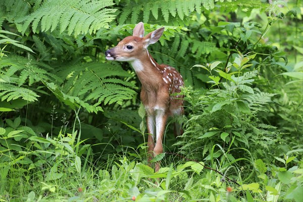 White-tailed deer (Odocoileus virginianus)