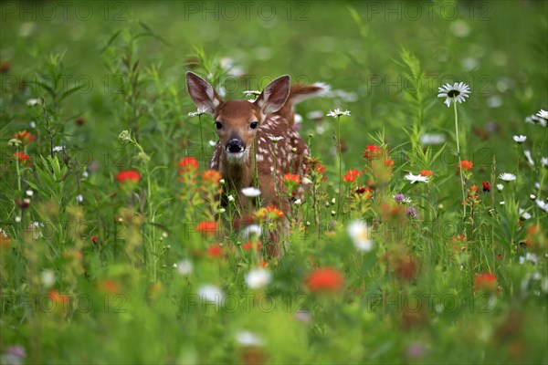 White-tailed deer (Odocoileus virginianus)