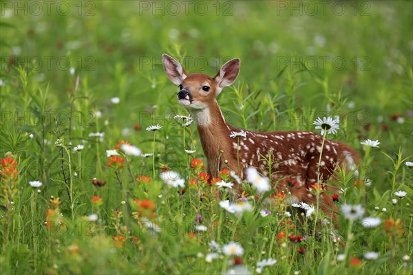 White-tailed deer (Odocoileus virginianus)