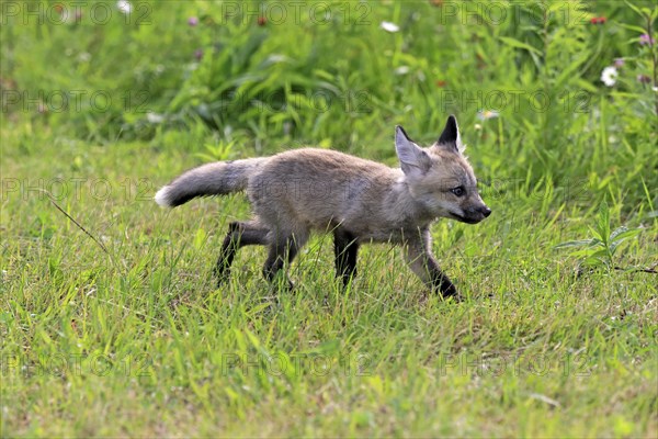 Eastern American Red Fox (Vulpes vulpes fulvus)