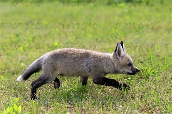 Eastern American Red Fox (Vulpes vulpes fulvus)