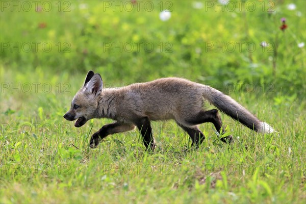 Eastern American Red Fox (Vulpes vulpes fulvus)