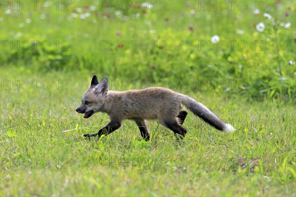 Eastern American Red Fox (Vulpes vulpes fulvus)