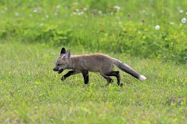 Eastern American Red Fox (Vulpes vulpes fulvus)