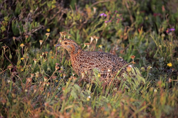 Grey-winged francolin (Francolinus africanus)