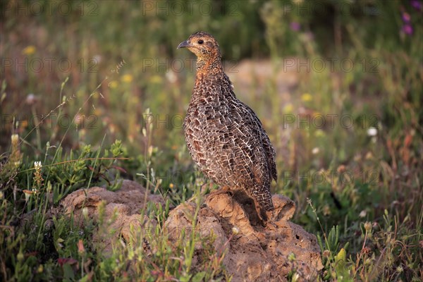 Grey-winged francolin (Francolinus africanus)