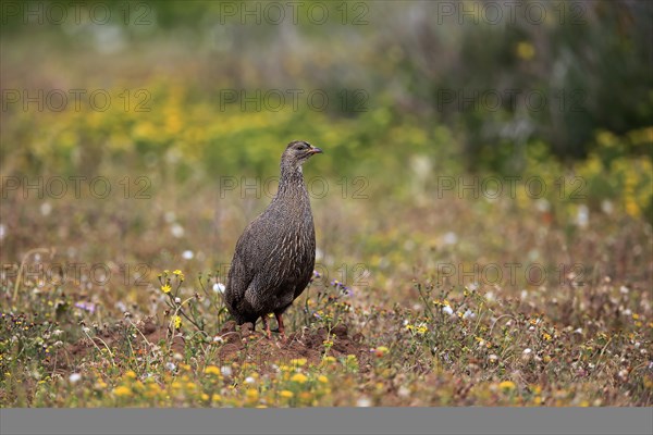 Cape spurfowl (Francolinus capensis)