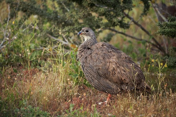 Cape spurfowl (Francolinus capensis)