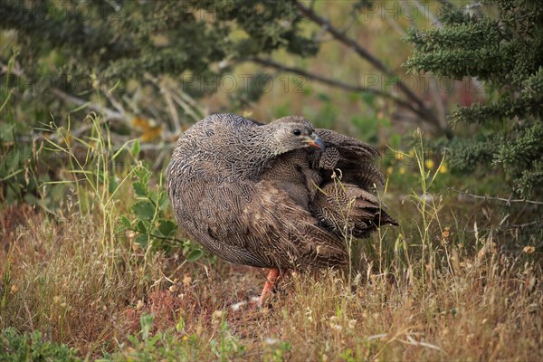 Cape spurfowl (Francolinus capensis)