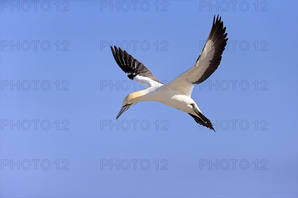 Cape Gannet (Morus capensis)