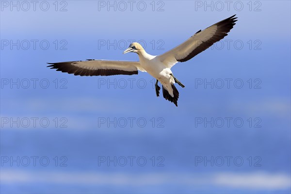 Cape Gannet (Morus capensis)