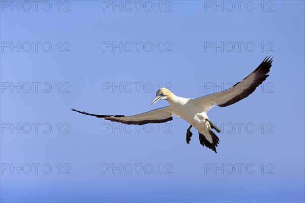 Cape Gannet (Morus capensis)