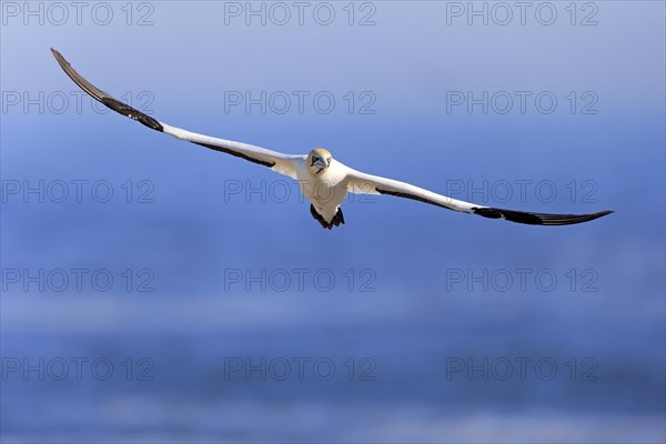 Cape Gannet (Morus capensis)