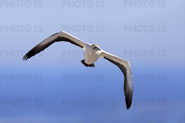 Cape Gannet (Morus capensis)