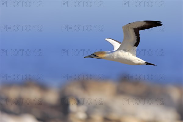 Cape Gannet (Morus capensis)