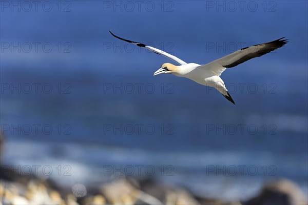 Cape Gannet (Morus capensis)