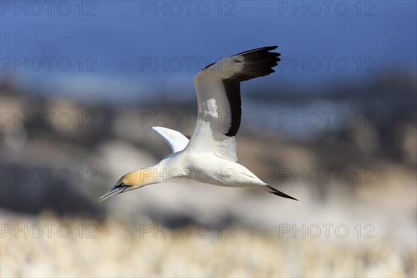 Cape Gannet (Morus capensis)