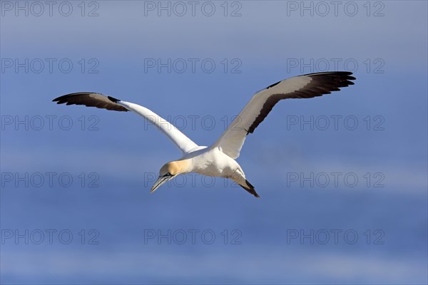 Cape Gannet (Morus capensis)