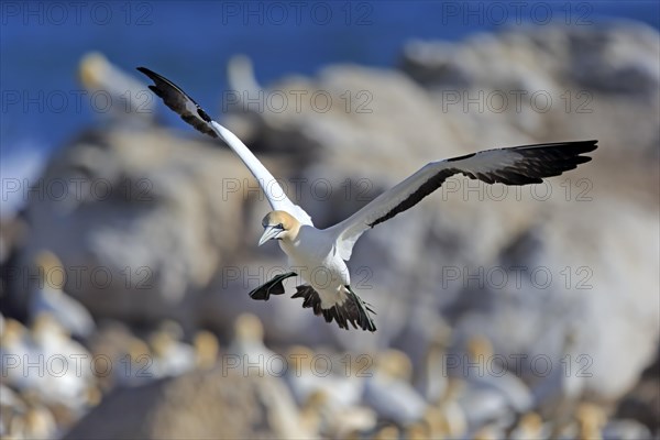 Cape Gannet (Morus capensis)