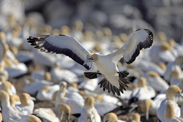 Cape Gannet (Morus capensis)