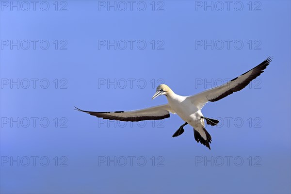 Cape Gannet (Morus capensis)