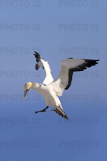 Cape Gannet (Morus capensis)