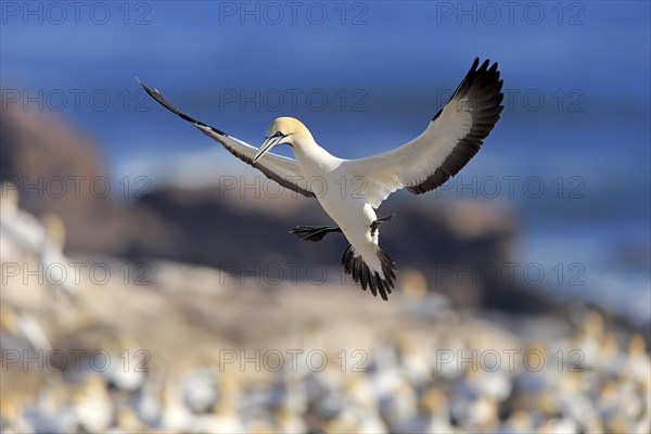 Cape Gannet (Morus capensis)