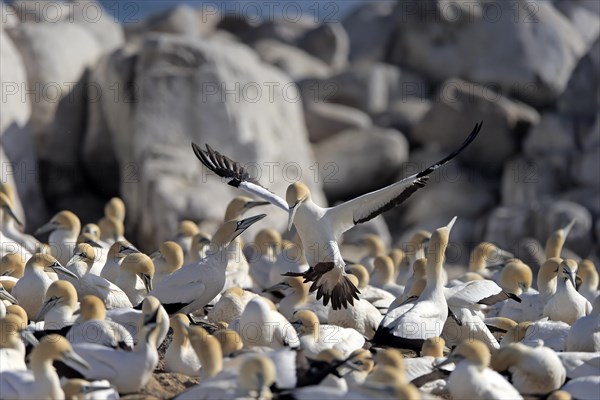 Cape Gannet (Morus capensis)