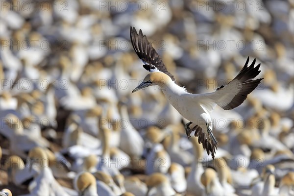 Cape Gannet (Morus capensis)