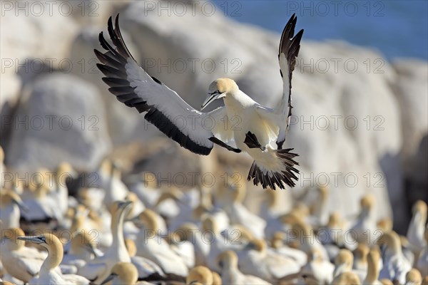 Cape Gannet (Morus capensis)