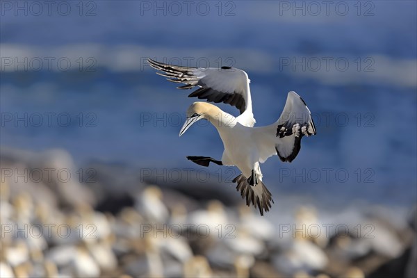 Cape Gannet (Morus capensis)